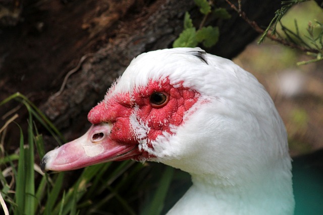 中的重要作 中的重要作