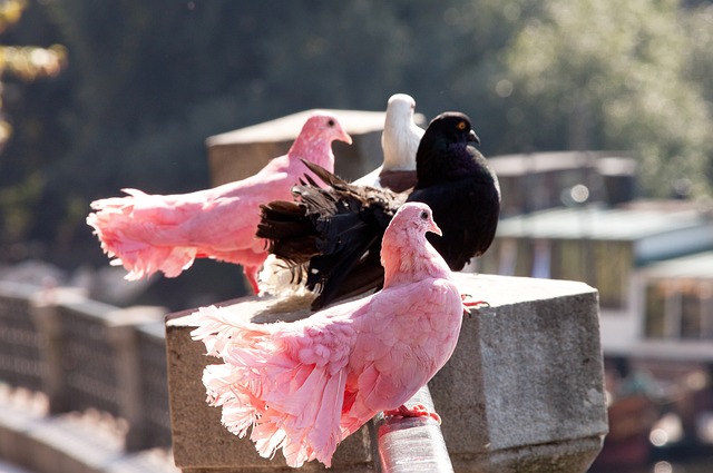 再度将球送 再度将球送